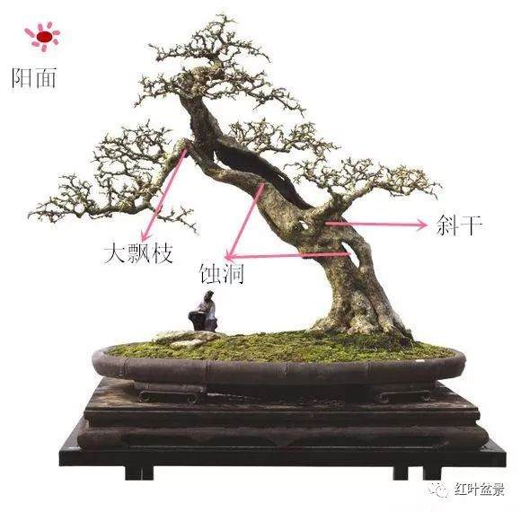 树桩盆景观赏面的确定与枝的布局原则