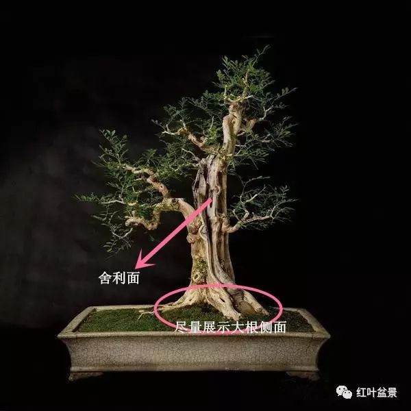 树桩盆景观赏面的确定与枝的布局原则