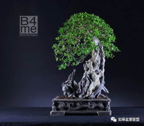 作者有幸参观了瑞典著名盆景艺术展