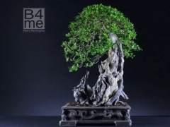 作者有幸参观了瑞典著名盆景艺术展