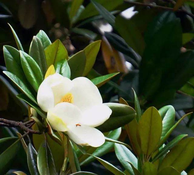 广玉兰盆景怎么养护 想要开花还需要注意什么