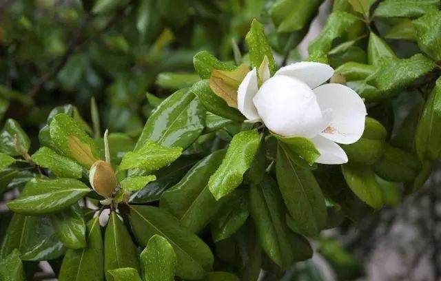 广玉兰盆景怎么养护 想要开花还需要注意什么