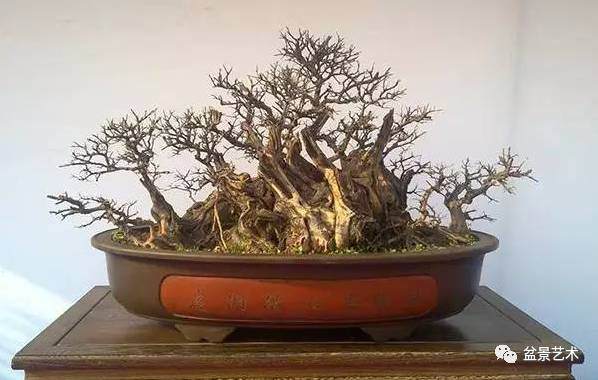连根丛林盆景的造型策略