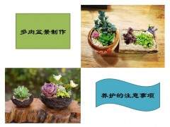 玩转萌宠多肉 打造时尚微型盆景