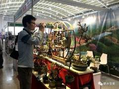 昭通小微盆景在展会上引人注目