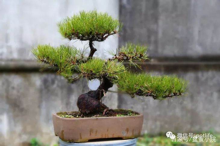 如何养护黑松盆景?