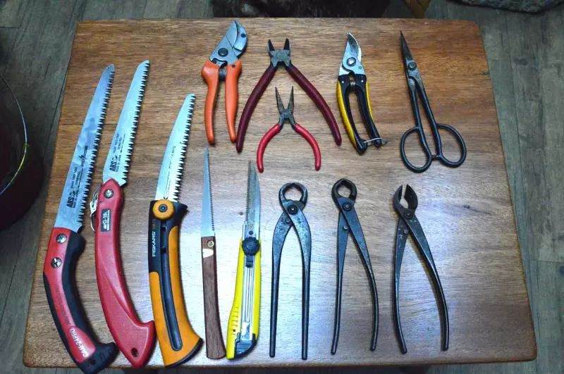 盆景师陈国强在从城建起空中花园