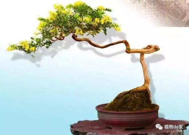 家庭版金银花盆景的制作与养护