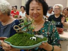 桌面盆景的制作体验