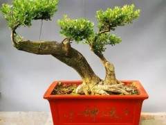 瓜子黄杨老桩盆景怎么养护的方法