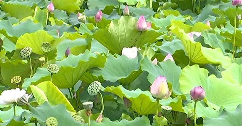 江宁53岁农民把池里荷花制成盆景