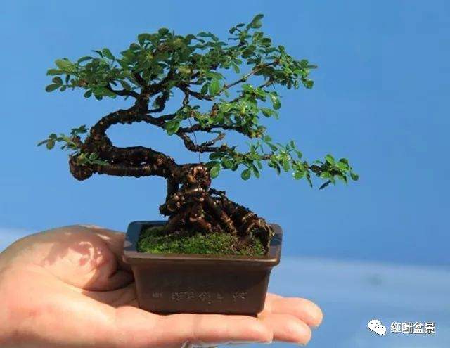 树桩盆景的摘叶技巧和讲究