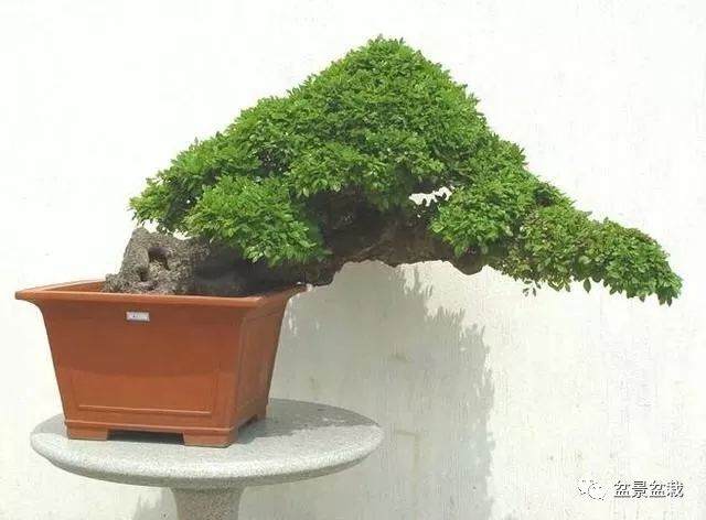 盆景修剪技巧与摘心摘叶