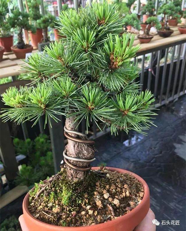 盆景五针松，巧用4招，轻松度过三伏天