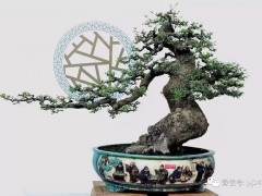 盆景因为有这些共性而美得丰富