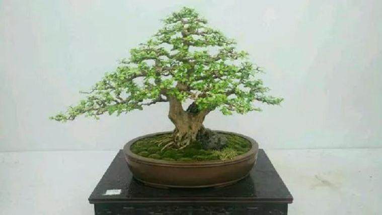 博兰老桩盆景发芽后的鉴赏与制作养护