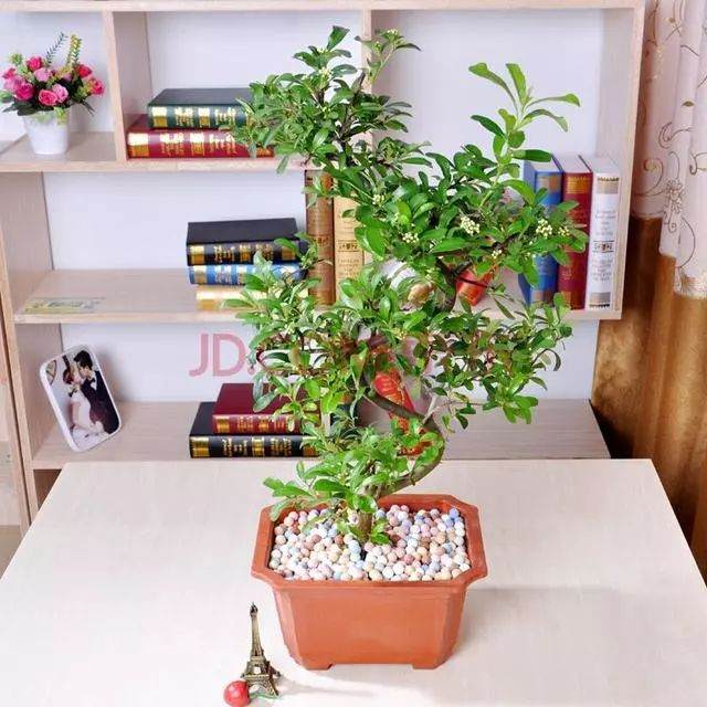 珍珠梅盆景的3个养护技巧