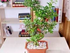 珍珠梅盆景的3个养护技巧