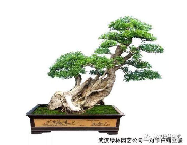 盆景制作的虚与实