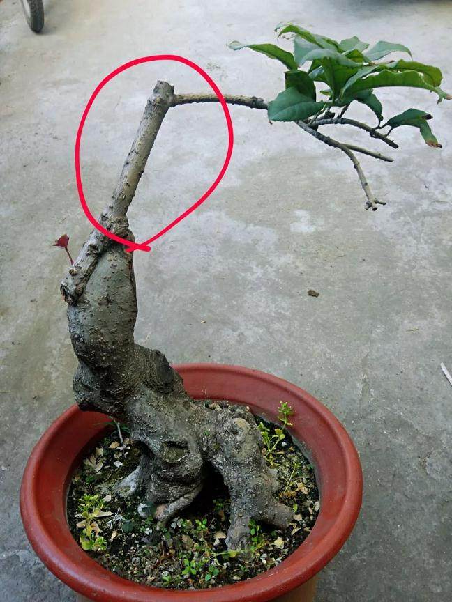 靠接法在桂花盆景制作中的应用