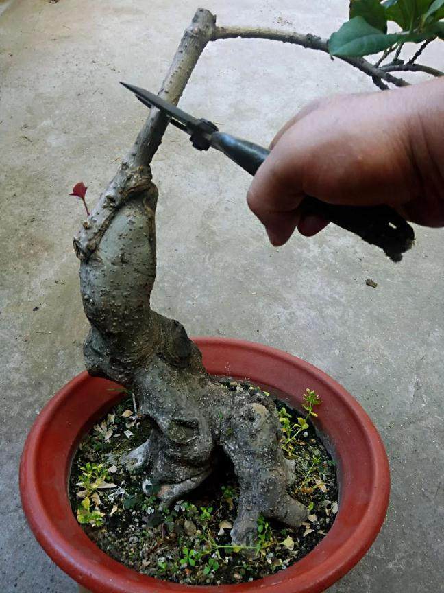 图解 靠接法在桂花盆景制作中的应用