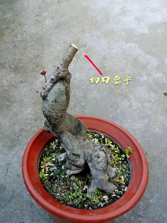 图解 靠接法在桂花盆景制作中的应用