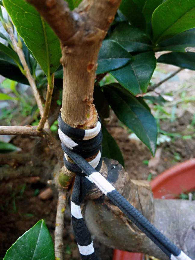 图解 靠接法在桂花盆景制作中的应用