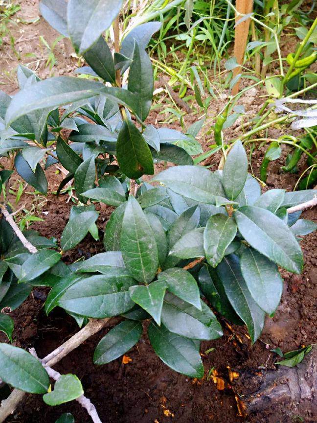 图解 靠接法在桂花盆景制作中的应用