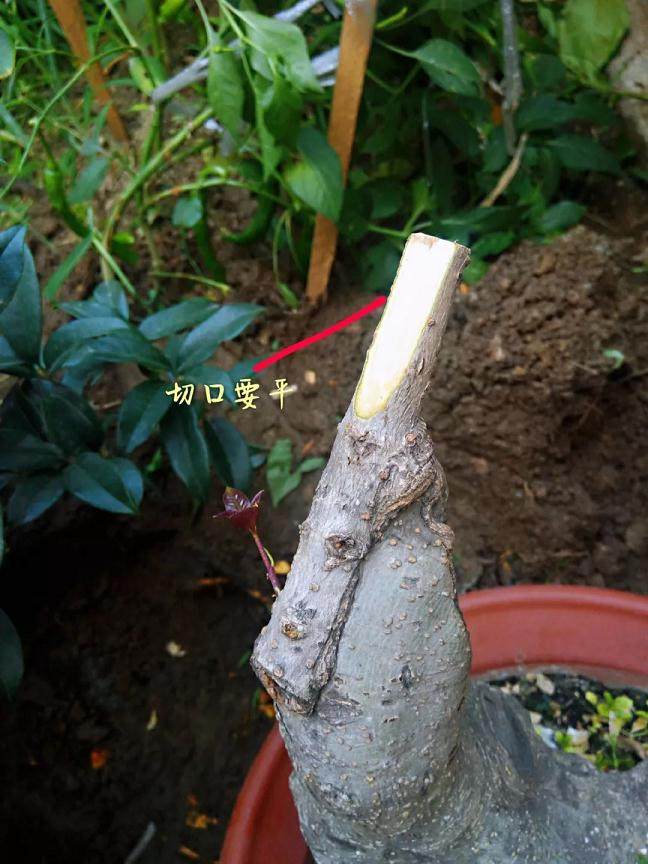 图解 靠接法在桂花盆景制作中的应用