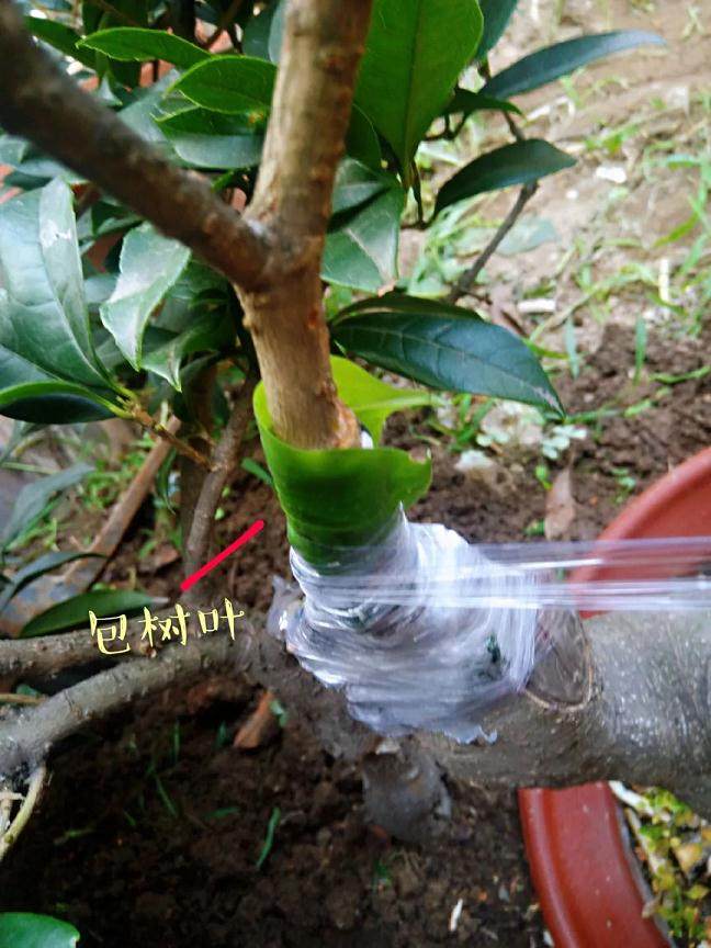 图解 靠接法在桂花盆景制作中的应用