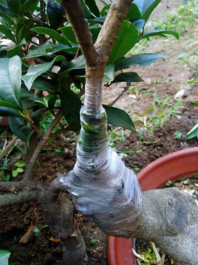 图解 靠接法在桂花盆景制作中的应用