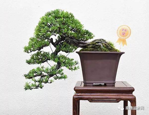 南通盆景协会积极推动南通盆景事业发展