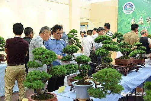 南通盆景协会积极推动南通盆景事业发展