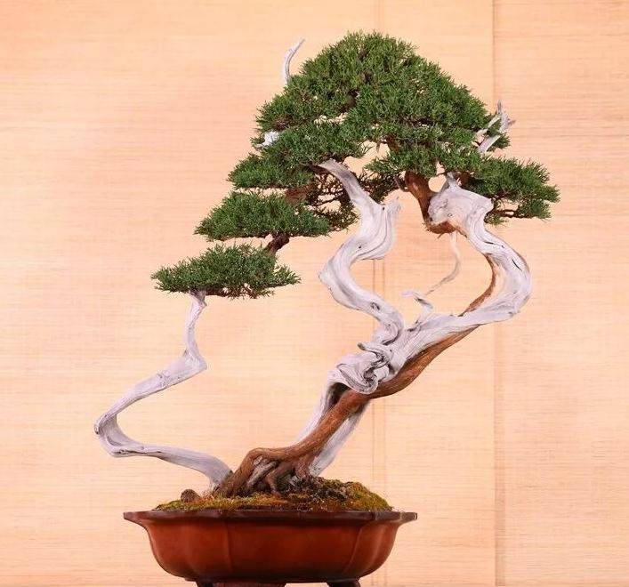 盆景浇水的4个注意事项