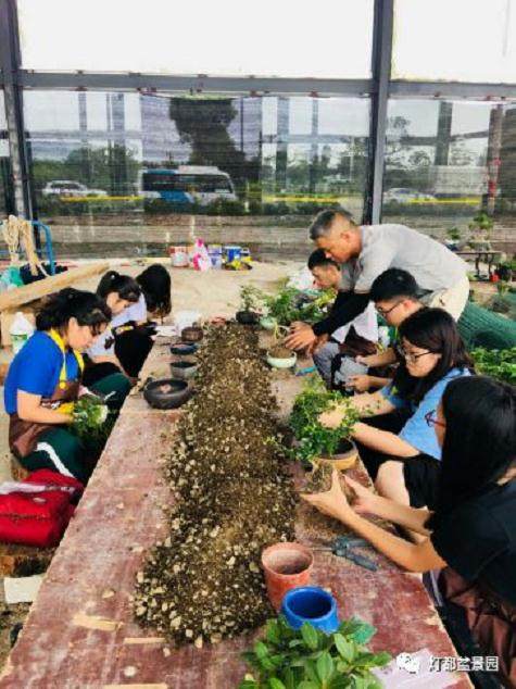 图解 盆景怎么换盆修剪的21个过程