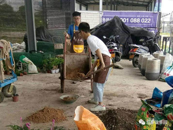 图解 盆景怎么换盆修剪的21个过程