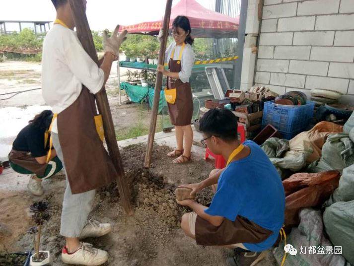 图解 盆景怎么换盆修剪的21个过程