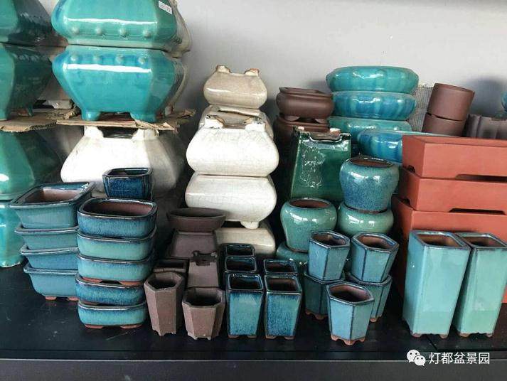 图解 盆景怎么换盆修剪的21个过程