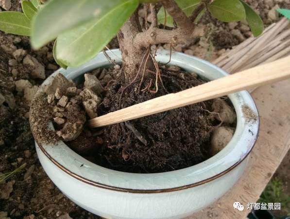 图解 盆景怎么换盆修剪的21个过程