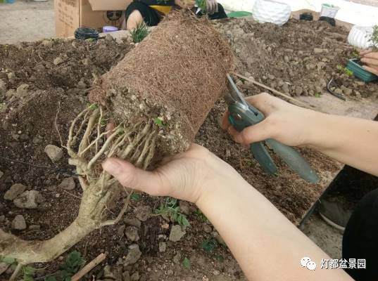图解 盆景怎么换盆修剪的21个过程