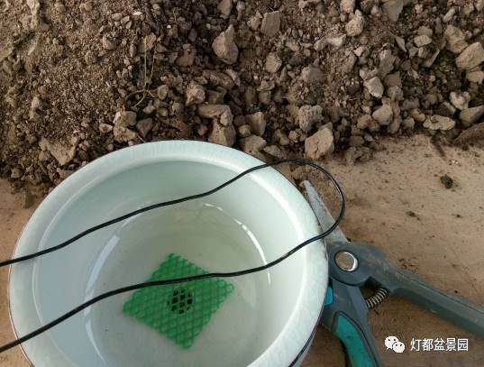 图解 盆景怎么换盆修剪的21个过程