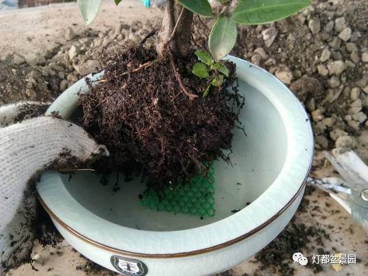 图解 盆景怎么换盆修剪的21个过程