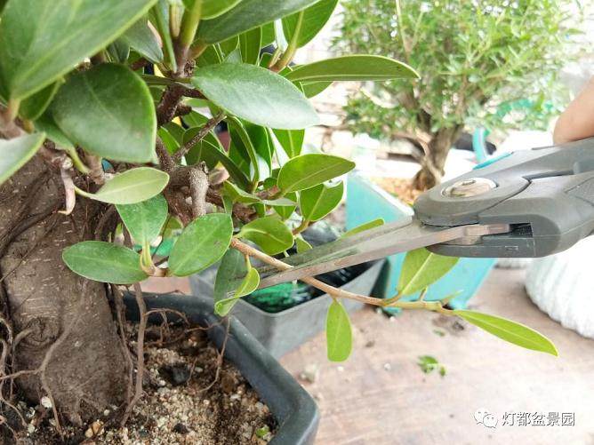 图解 盆景怎么换盆修剪的21个过程