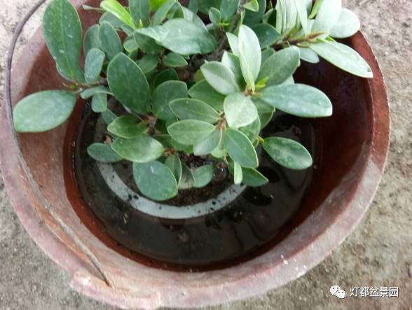 图解 盆景怎么换盆修剪的21个过程