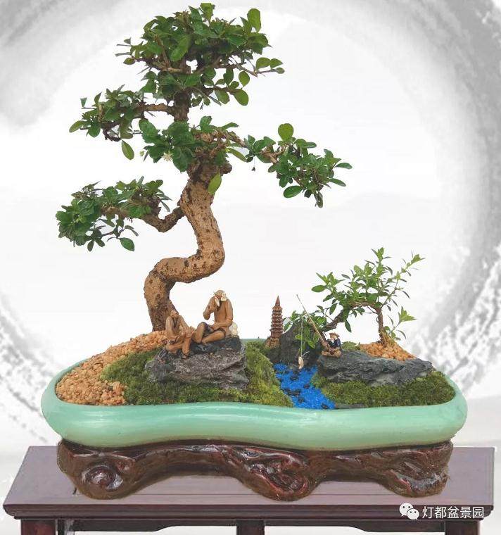 图解 盆景怎么换盆修剪的21个过程