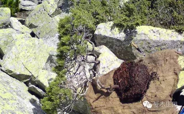 图解 下山松盆景移栽后的培养和整型