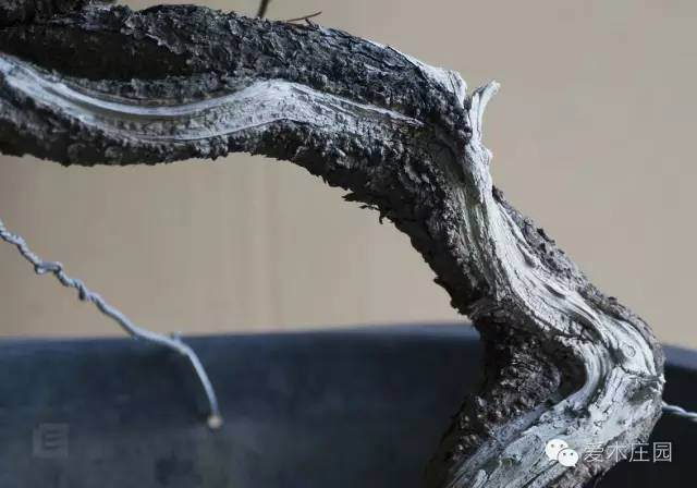 图解 下山松盆景移栽后的培养和整型