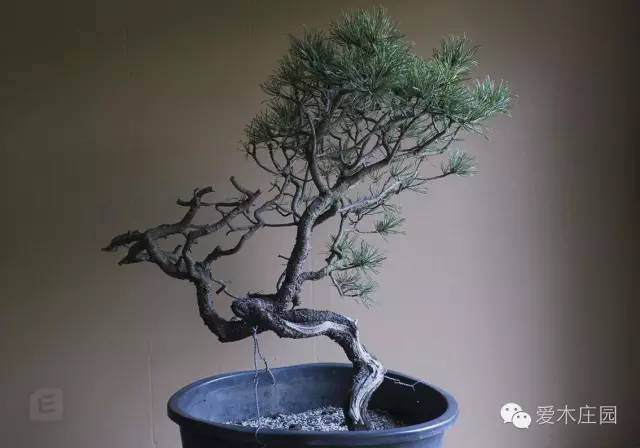图解 下山松盆景移栽后的培养和整型