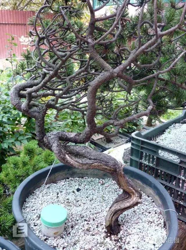 图解 下山松盆景移栽后的培养和整型