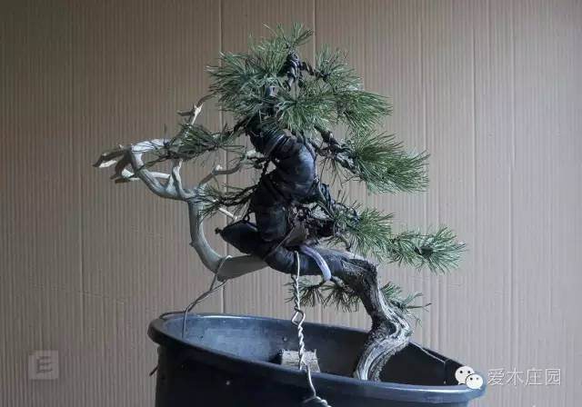 图解 下山松盆景移栽后的培养和整型